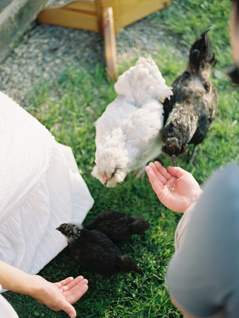 feeding chickens on the farm