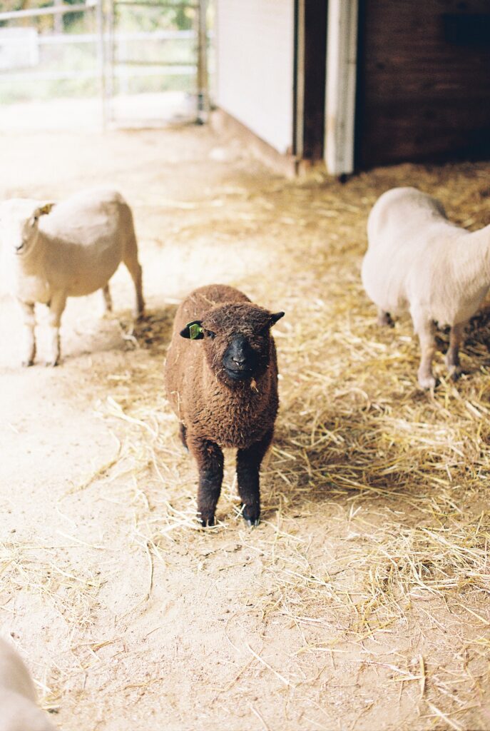 sheep at a farm