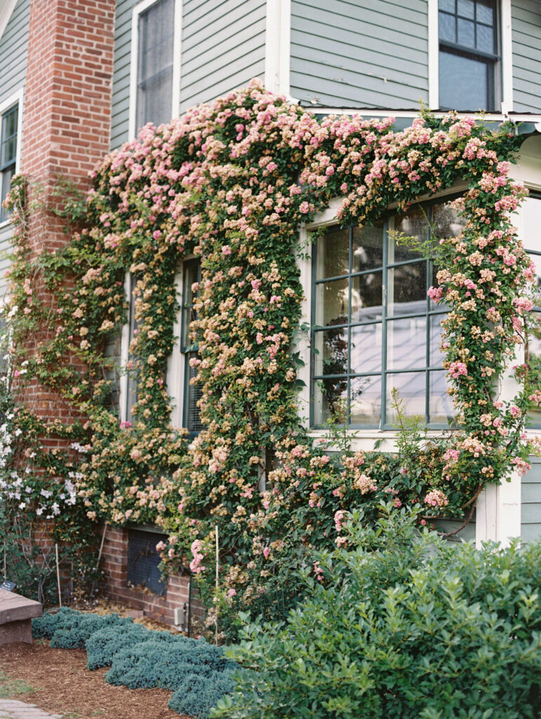 Climbing roses cover the historic brick façade, highlighting one of the garden's most picturesque architectural details. A beautiful feature often seen in Elizabeth Park Rose Garden engagement photos.