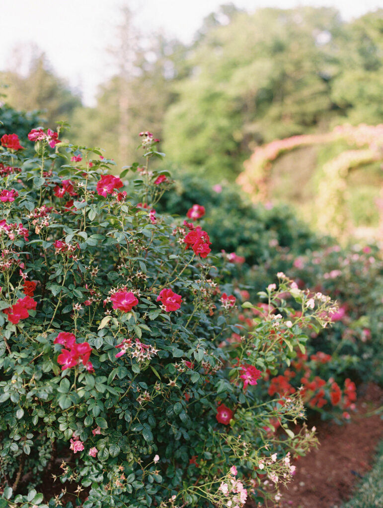 Red roses bloom along a manicured garden path, offering a romantic detail for couples drawn to scenic wedding venues in New England.
