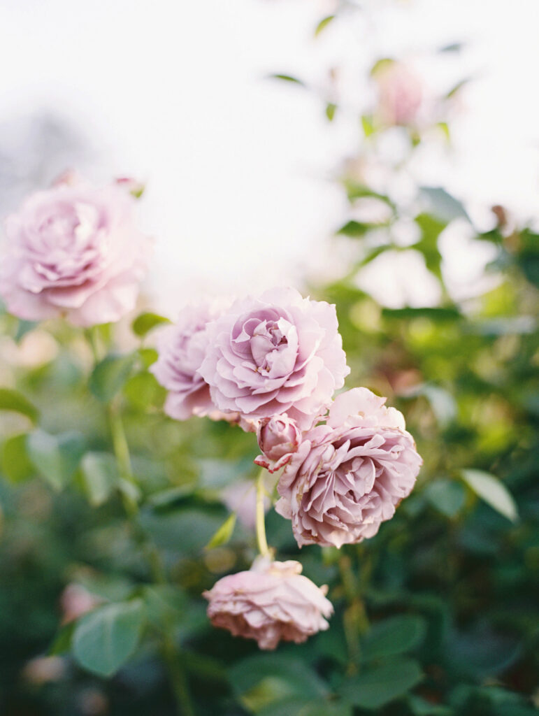 Soft lavender roses bloom in natural garden light, reflecting the romantic floral possibilities of a Vanderbilt Museum Rose Garden wedding.